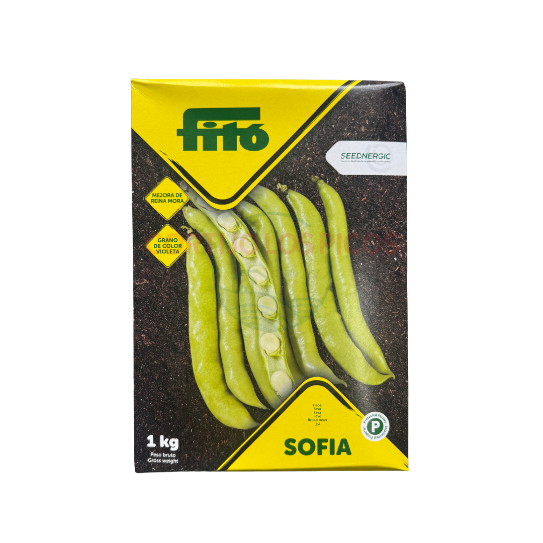 Haba Reina Mora Semilla Haba Reina Mora Semilla