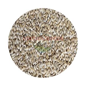 Cebada en Grano para alimentación animal