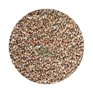 Trigo en grano
